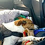 P'Tit Cœur participe au concours pour gagner de l'argent avec cette photo : animal, bags, brown_and_white, car_interior, casual, clothing, daylight, dog, door, fabric, harness, leash, paw, pet, relaxation, resting, seat, sleeping, travel, window