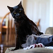 Toothless joined the competition — help win amazing prizes! black_cat, gray_cat, cat, pets, indoor, couch, furniture, playful, paw, domestic, green_eyes, blurred_background, wooden_chair, door, soft_light, cozy, animal_interaction, whiskers, fur, household