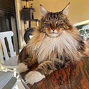 Wagner a rejoint le concours — aidez-le/la à gagner de superbes lots ! cat, cat_tree, chair, domestic_animal, feline, fluffy, fur, green_eyes, home, indoor, long_hair, looking_at_camera, paws, pet, portrait, relaxed, sunlight, table, whiskers, wood