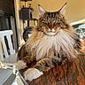 cat, cat_tree, chair, domestic_animal, feline, fluffy, fur, green_eyes, home, indoor, long_hair, looking_at_camera, paws, pet, portrait, relaxed, sunlight, table, whiskers, wood