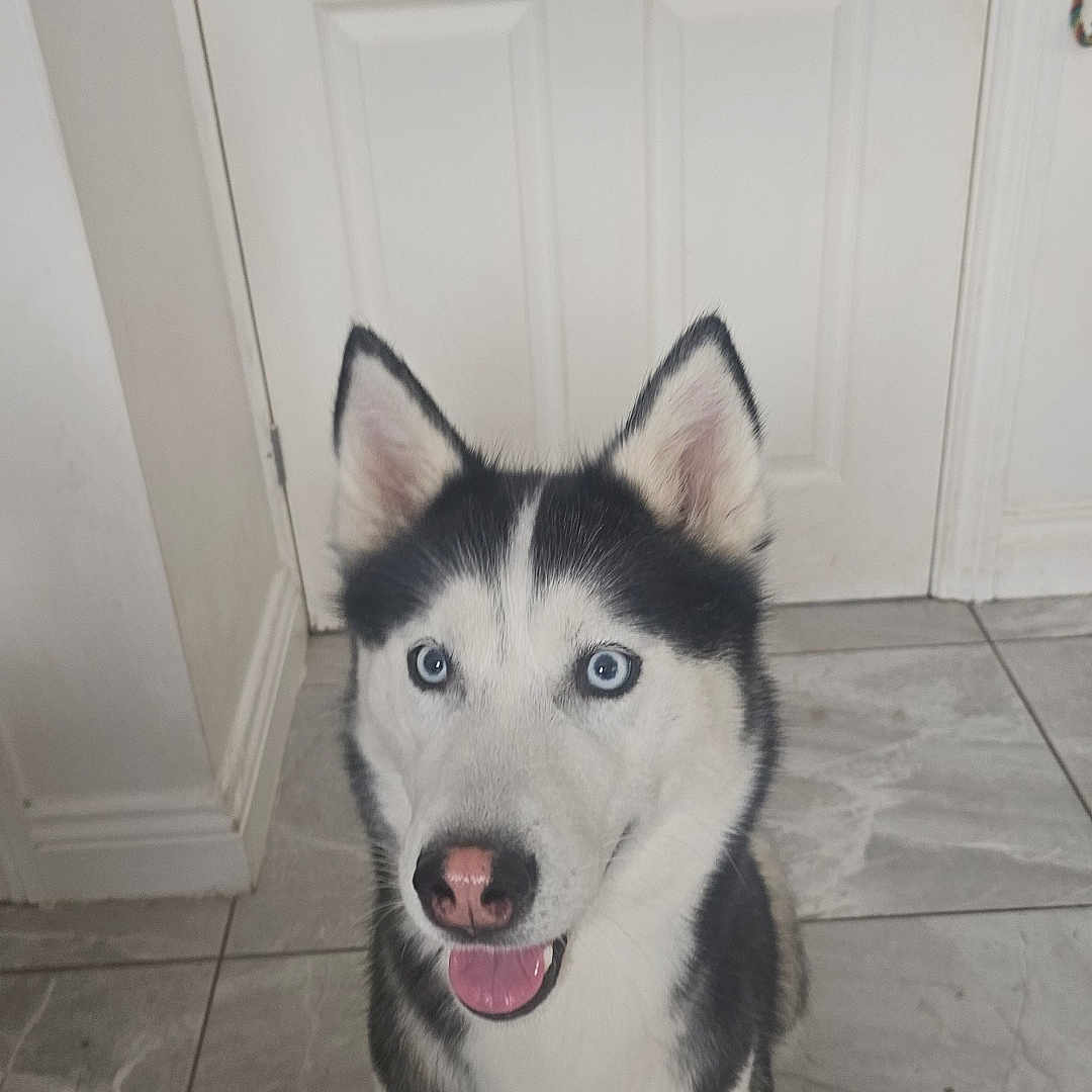 Sky joined the competition — help win amazing prizes! animal, bodypart, canine, dog, door, eskimodog, flagstone, herbal, herbs, husky, indoors, interiordesign, mouth, path, pet, plant, puppy, walkway, whitedog, wood