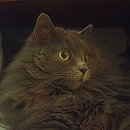 Plume participe au concours pour gagner de l'argent avec cette photo : cat, feline, longhair, grey_cat, yellow_eyes, whiskers, indoor, portrait, closeup, fluffy, fur, cute, pet, shelf, resting, gaze, side_profile, cozy, portrait_photography, animal