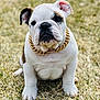 bulldog, puppy, dog, grass, outdoor, pet, animal, white, brown_spot, chain, gold_chain, sitting, cute, fur, ears, nose, face, portrait, young, adorable