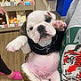 Prynce is registered to the contest to win money with this photo: bulldog, puppy, dog, pet, clothing, tuxedo, store, shelf, stuffed_animals, floor, person, hand, paw, cute, indoors, animal, pink_slippers, wooden_floor, holding, face