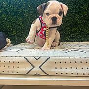 Prynce is registered to the contest to win money with this photo: bulldog, puppy, dog, pet, harness, cushion, pattern, greenery, leafy_background, sitting, indoor, cute, small_dog, white_dog, brown_spots, animal, companion, adorable, young_dog, fur