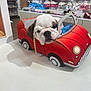 Prynce joined the competition — help win amazing prizes! bulldog, puppy, dog, toy_car, red, indoor, store, baby_clothes, display, sitting, pet, cute, chain, white_table, background, retail, shelf, soft_toy, decor, animal