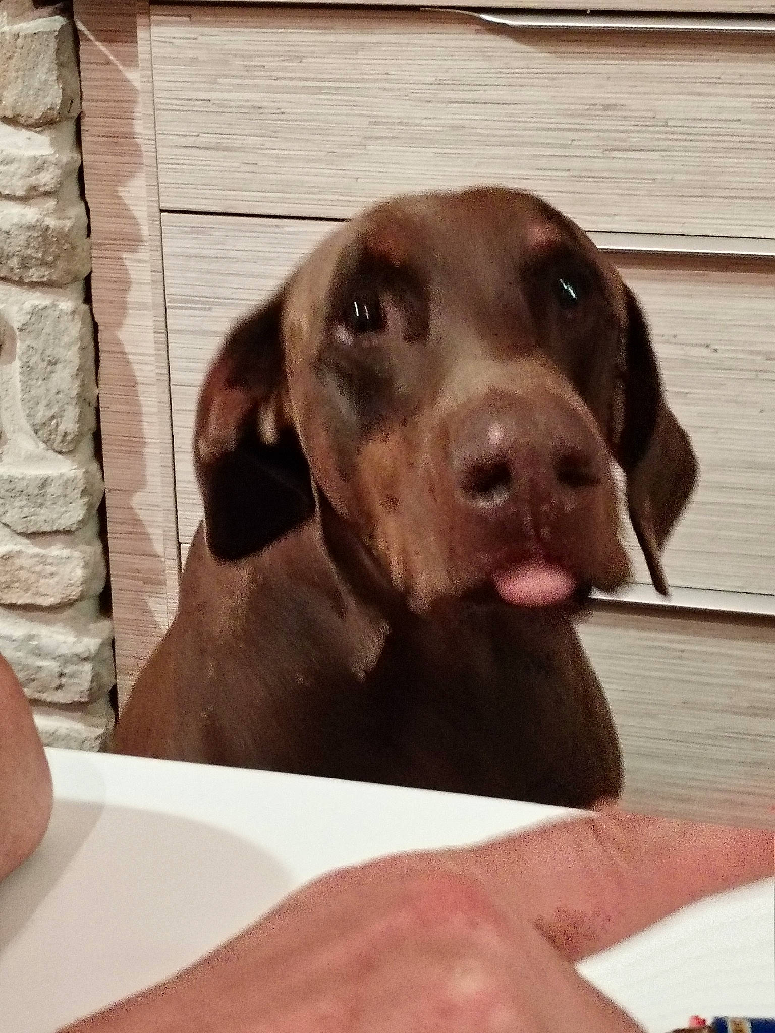 Mocka participe au concours pour gagner de l'argent avec cette photo : canidae, carnivore, comfort, companion_dog, dog, dog_breed, fawn, fur, hunting_dog, liver, metal, puppy, snout, sporting_group, vehicle, whiskers, wood, working_animal