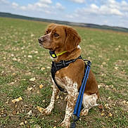 Taska participe au concours pour gagner de l'argent avec cette photo : dog, brown_dog, field, grass, rocks, leash, harness, collar, outdoor, pet, canine, nature, sky, clouds, sitting, animal, alert, daylight, landscape, fur
