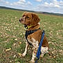 dog, brown_dog, field, grass, rocks, leash, harness, collar, outdoor, pet, canine, nature, sky, clouds, sitting, animal, alert, daylight, landscape, fur