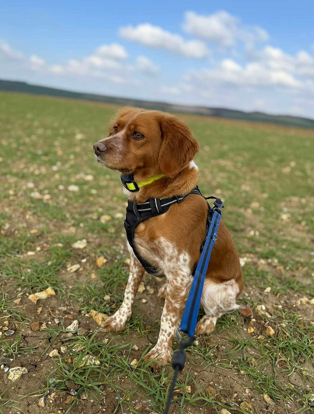 Taska participe au concours pour gagner de l'argent avec cette photo : dog, brown_dog, field, grass, rocks, leash, harness, collar, outdoor, pet, canine, nature, sky, clouds, sitting, animal, alert, daylight, landscape, fur