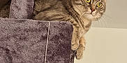 Flocon participe au concours pour gagner de l'argent avec cette photo : cat, tabby_cat, cat_tree, plush, purple, feline, pet, indoor, curious, perched, animal, whiskers, ears, claws, fur, household, decor, statue, bottle, wall