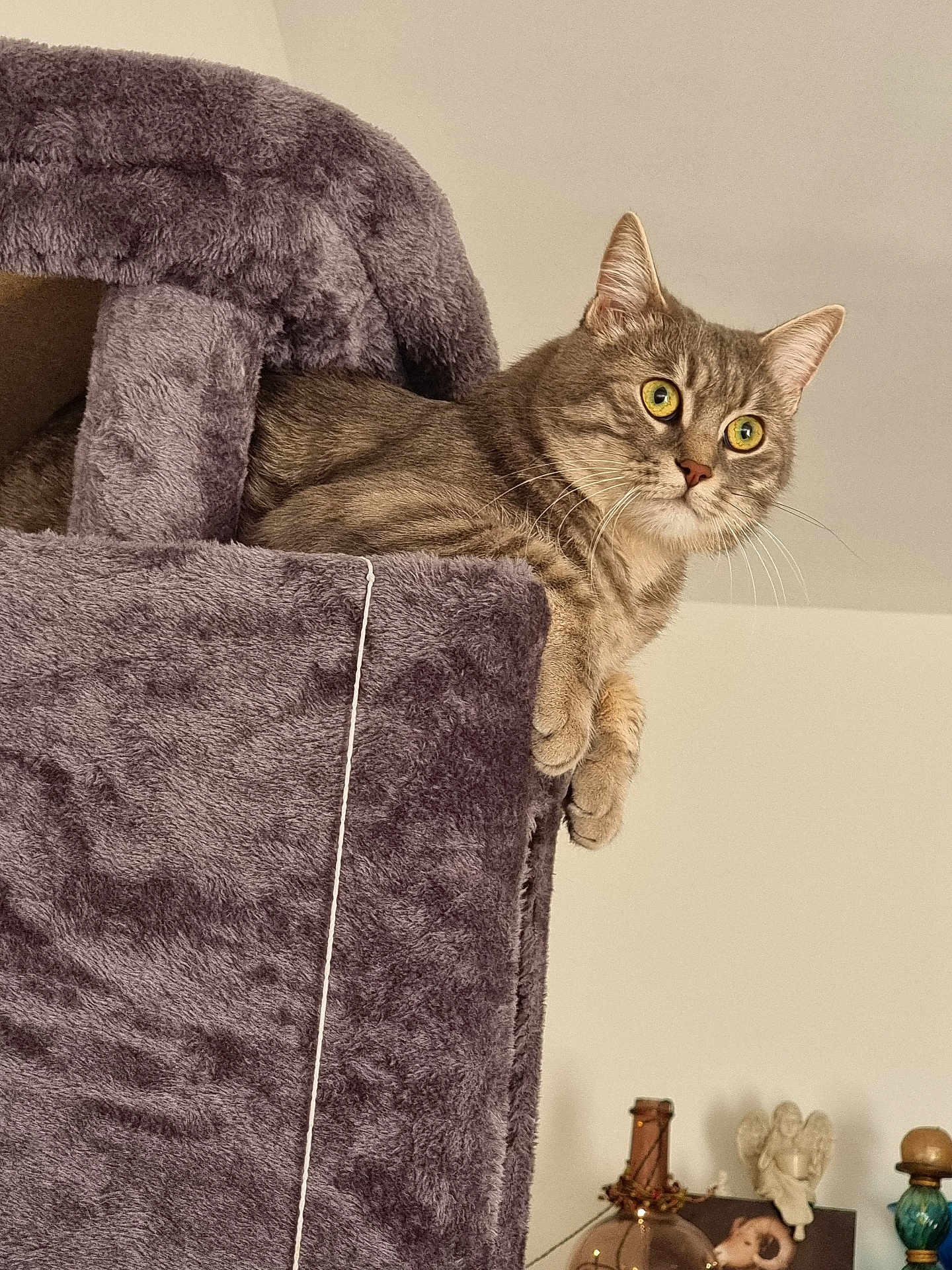 Flocon participe au concours pour gagner de l'argent avec cette photo : cat, tabby_cat, cat_tree, plush, purple, feline, pet, indoor, curious, perched, animal, whiskers, ears, claws, fur, household, decor, statue, bottle, wall