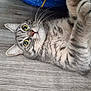 Flocon participe au concours pour gagner de l'argent avec cette photo : cat, tabby, gray_cat, pet, cute, lying_down, floor, wood_floor, whiskers, close_up, indoor, feline, animal, fur, paws, relaxed, domestic_cat, curious, eyes, portrait