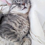 Flocon participe au concours pour gagner de l'argent avec cette photo : cat, tabby, sleeping, fluffy, pet, animal, feline, cozy, cute, whiskers, paws, fur, domestic_animal, relaxation, bed, blanket, indoor, closeup, resting, peaceful