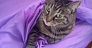 Mina joined the competition — help win amazing prizes! cat, tabby_cat, pet, animal, feline, whiskers, green_eyes, striped_fur, lying_down, bed, bedspread, purple, bedroom, indoor, close_up, portrait, relaxed, alert, paws, photography