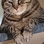 Mina joined the competition — help win amazing prizes! cat, tabby, pet, animal, feline, whiskers, paws, crossed_paws, striped_fur, close_up, portrait, sitting, couch, blue_fabric, indoor, brown_fur, green_eyes, relaxed, curious, golden_object