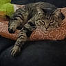 Mina joined the competition — help win amazing prizes! cat, cats, tabby, feline, sleeping, lying_down, relaxed, cushion, patterned_fabric, indoor, pet, animal, whiskers, paws, striped_fur, brown, gray, closeup, resting, cozy