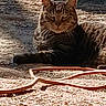 Mina joined the competition — help win amazing prizes! cat, tabby, feline, pet, animal, outdoor, garden, patio, ground, fur, striped_fur, whiskers, ears, eyes, lying_down, sitting, brown, black, garden_hose, portrait