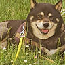 Maiko a rejoint le concours — aidez-le/la à gagner de superbes lots ! dog, shiba_inu, pet, animal, smiling, happy, outdoors, meadow, grass, wildflowers, daisy, clover, harness, leash, brown_fur, black_fur, tan_markings, pointed_ears, portrait, nature