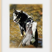 Maiko a rejoint le concours — aidez-le/la à gagner de superbes lots ! dog, black_and_white, harness, leash, outdoor, stream, water, nature, adventure, walking, standing, wet, animal, pet, portrait, shallow_water, sunlight, reflection, painterly, happy