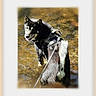 dog, black_and_white, harness, leash, outdoor, stream, water, nature, adventure, walking, standing, wet, animal, pet, portrait, shallow_water, sunlight, reflection, painterly, happy