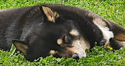 Maiko participe au concours pour gagner de l'argent avec cette photo : dog, sleeping, black_and_tan, outdoors, grass, clover, garden, flower, close_up, portrait, fur, floppy_ears, white_markings, relaxed, resting, nature, greenery, peaceful, animal, daylight