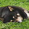 dog, sleeping, black_and_tan, outdoors, grass, clover, garden, flower, close_up, portrait, fur, floppy_ears, white_markings, relaxed, resting, nature, greenery, peaceful, animal, daylight