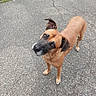 dog, tan_dog, portrait, outdoor, sidewalk, asphalt, street, curb, grass, brown_fur, black_muzzle, floppy_ears, upright_ears, standing, looking_up, curious, pet, animal, daylight, urban