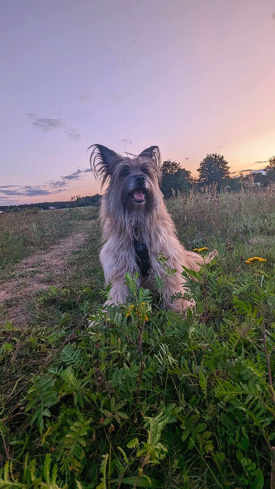 Sparky
