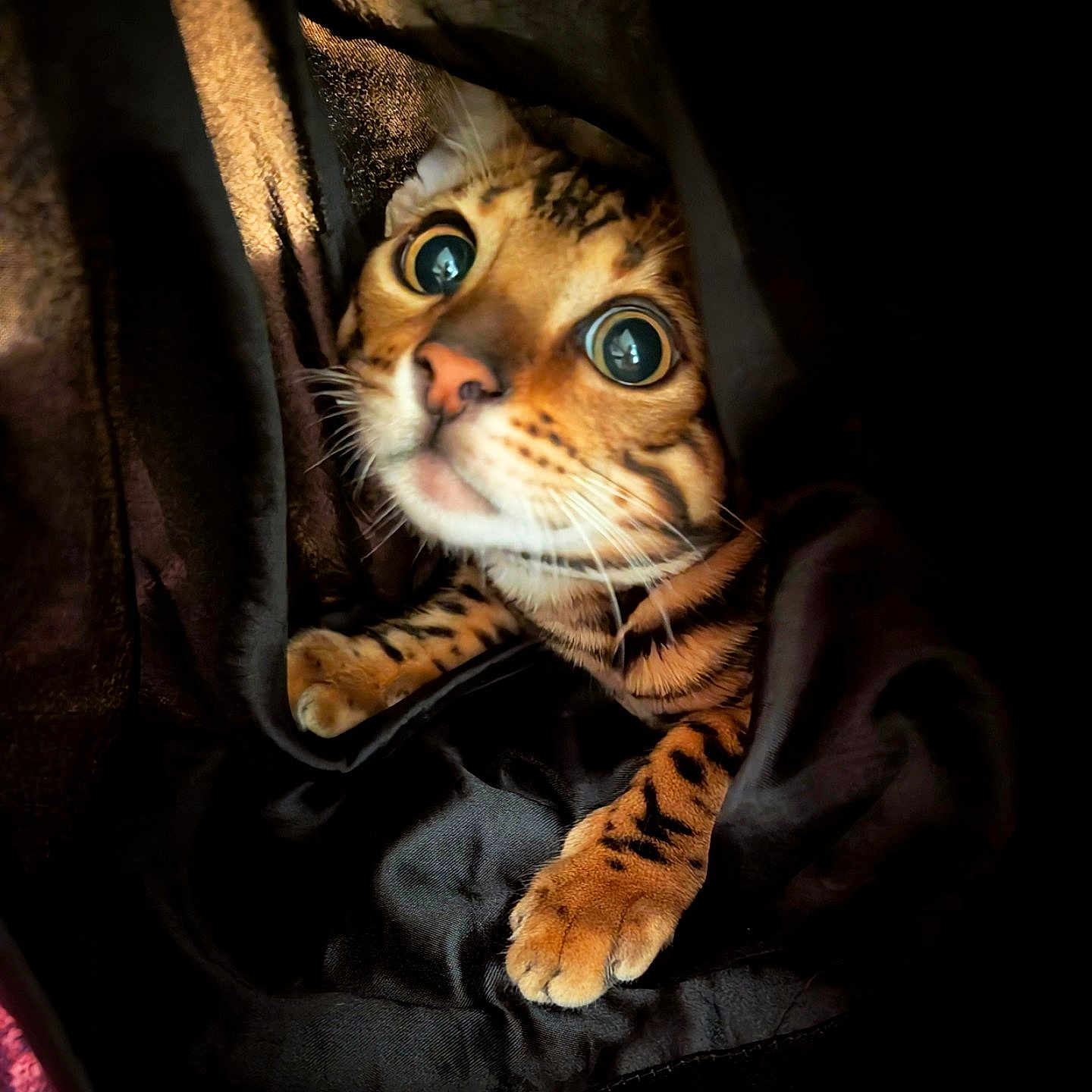Indica Jericho is registered to the contest to win money with this photo: animal, bengal_cat, black_fabric, cat, close_up, cozy, curious, cute, feline, fur, indoor, mystery, paw, pet, playful, portrait, soft_texture, striped, whiskers, wide_eyes