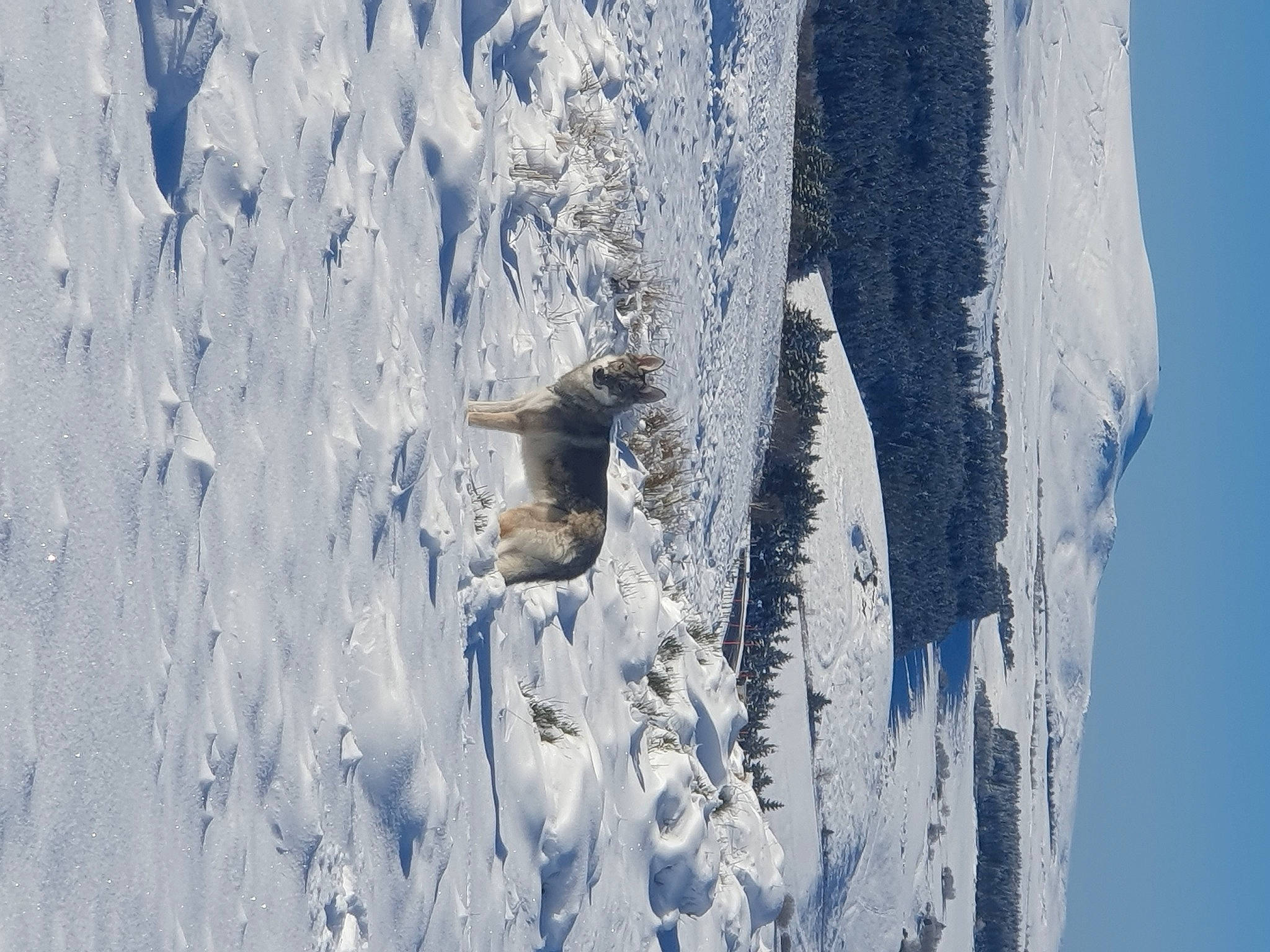 Athena participe au concours pour gagner de l'argent avec cette photo : arctic, azure, freezing, frost, geological_phenomenon, glacial_landform, glacier, ice_cap, massif, plant, polar_ice_cap, recreation, sky, slope, snow, tree, trunk, water, winter, wood