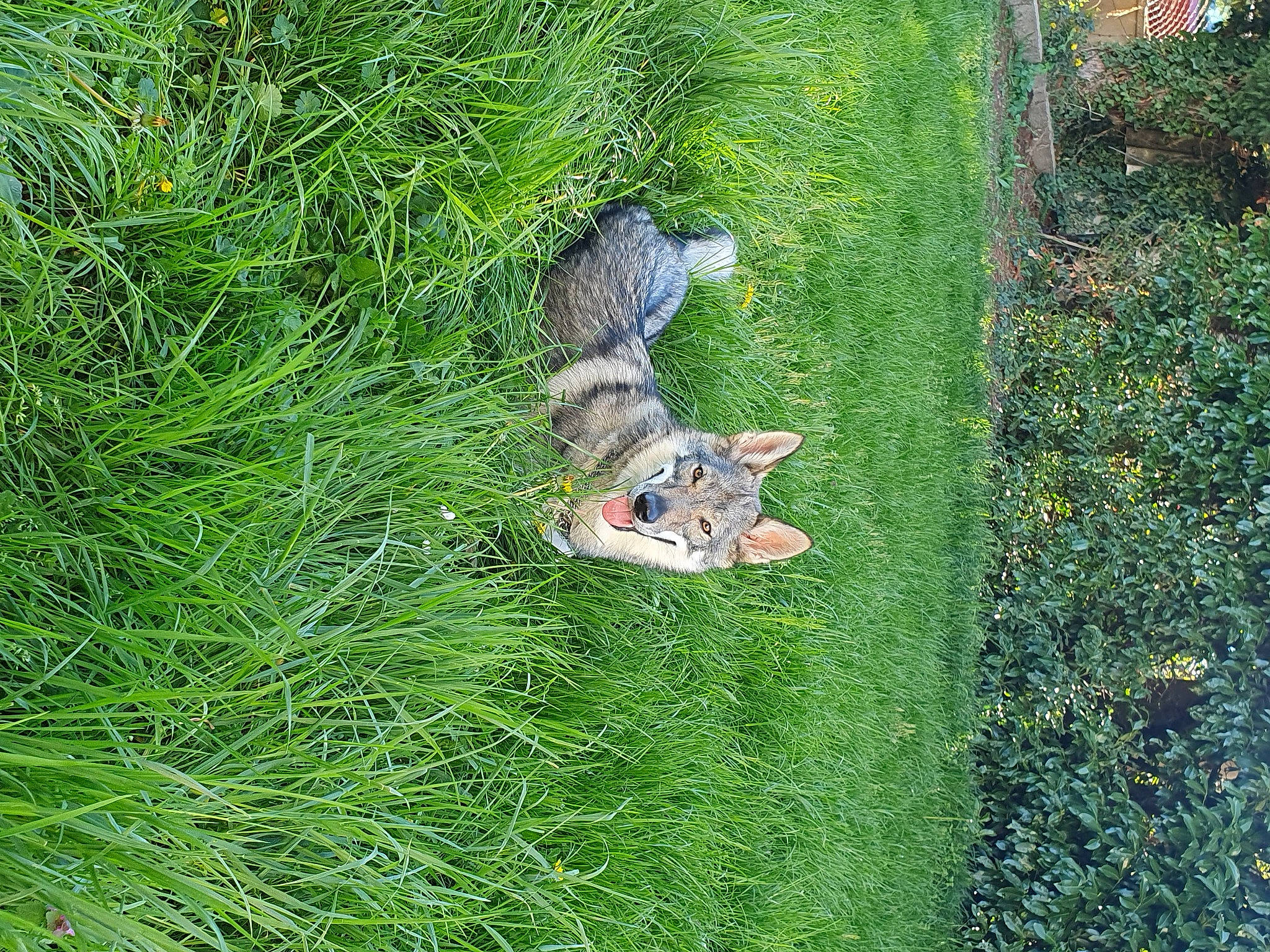 Athena a rejoint le concours — aidez-le/la à gagner de superbes lots ! fawn, fox_squirrel, grass, grass_family, grassland, grey_squirrel, ground_squirrels, groundcover, lawn, people_in_nature, plant, rodent, shrub, squirrel, tail, terrestrial_animal, terrestrial_plant, tree, trunk, vegetation