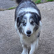 Ganesh a rejoint le concours — aidez-le/la à gagner de superbes lots ! dog, canine, pet, walking, outdoor, concrete, tail, fur, black_and_white, friendly, animal, mammal, closeup, portrait, paw, face, looking, one_blue_eye, one_brown_eye, nature