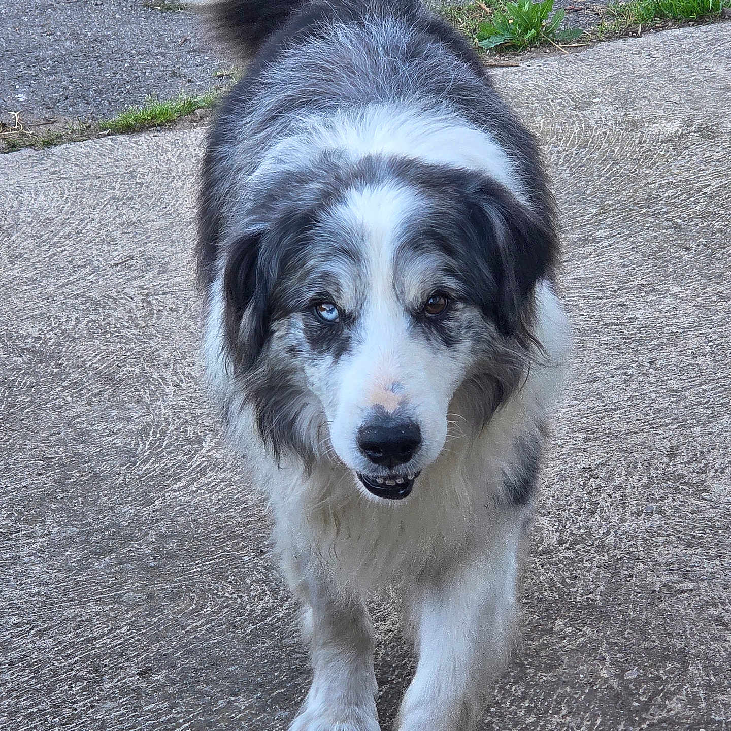 Ganesh a rejoint le concours — aidez-le/la à gagner de superbes lots ! dog, canine, pet, walking, outdoor, concrete, tail, fur, black_and_white, friendly, animal, mammal, closeup, portrait, paw, face, looking, one_blue_eye, one_brown_eye, nature
