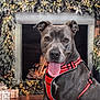 dog, gray_dog, red_harness, fireplace, holiday_decor, pine_garland, twinkling_lights, festive, cozy, tongue_out, pet_portrait, indoor, wood_floor, christmas, winter, decorations, smiling, animal, canine, tongue