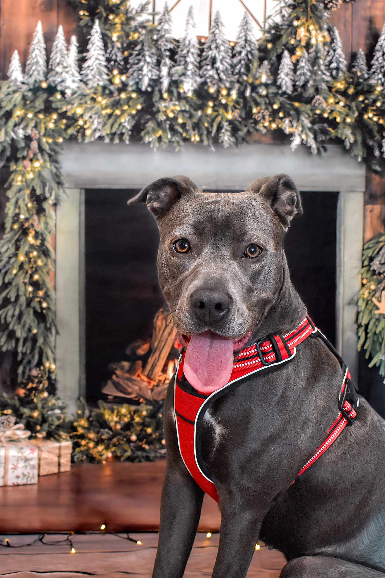 Nesta participe au concours pour gagner de l'argent avec cette photo : dog, gray_dog, red_harness, fireplace, holiday_decor, pine_garland, twinkling_lights, festive, cozy, tongue_out, pet_portrait, indoor, wood_floor, christmas, winter, decorations, smiling, animal, canine, tongue