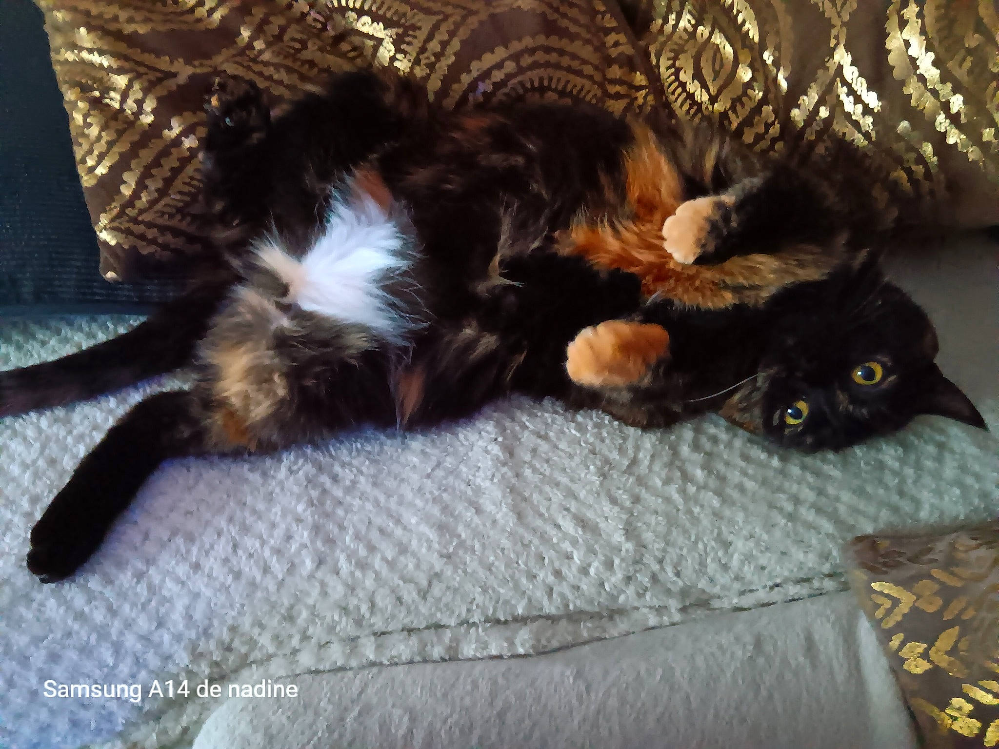 Ysoline a rejoint le concours — aidez-le/la à gagner de superbes lots ! black_cat, bombay, brown, carnivore, cat, claw, comfort, companion_dog, dog_breed, domestic_short_haired_cat, felidae, fur, liver, nap, paw, small_to_medium_sized_cats, sporting_group, tail, whiskers, wood