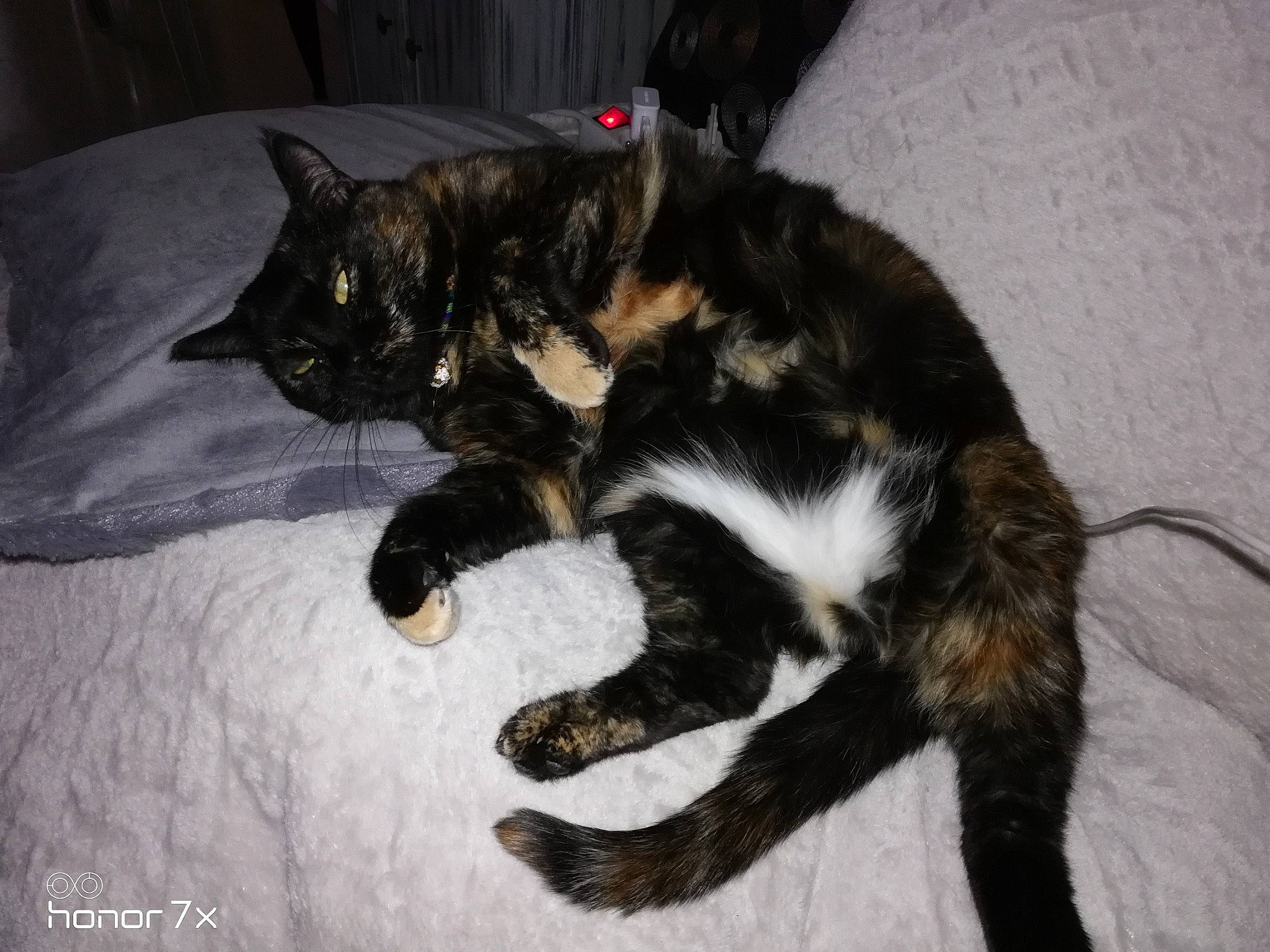 Ysoline participe au concours pour gagner de l'argent avec cette photo : black_cat, carnivore, cat, claw, comfort, dog_breed, domestic_short_haired_cat, felidae, foot, fur, mammal, paw, small_to_medium_sized_cats, snout, tail, terrestrial_animal, whiskers