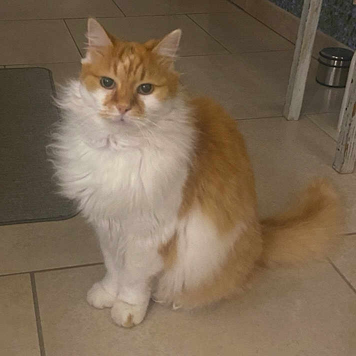 Guizmo participe au concours pour gagner de l'argent avec cette photo : abyssinian, accessories, angora, animal, cat, hardwood, indoors, interiordesign, kitten, leash, manx, pet, slate, strap, tile, wood