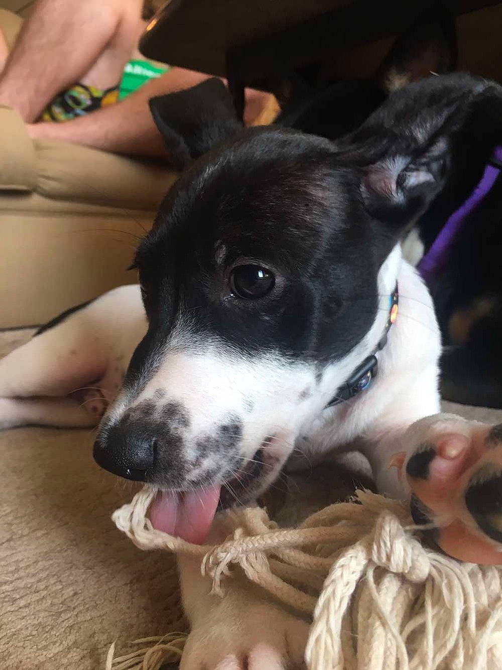 Milo is registered to the contest to win money with this photo: canidae, carnivore, companion_dog, dog, dog_breed, feist, japanese_terrier, mammal, mcnab, miniature_fox_terrier, puppy, rare_breed_dog, rat_terrier, ratonero_bodeguero_andaluz, snout, sporting_group, teddy_roosevelt_terrier, tenterfield_terrier, toy_fox_terrier, whiskers