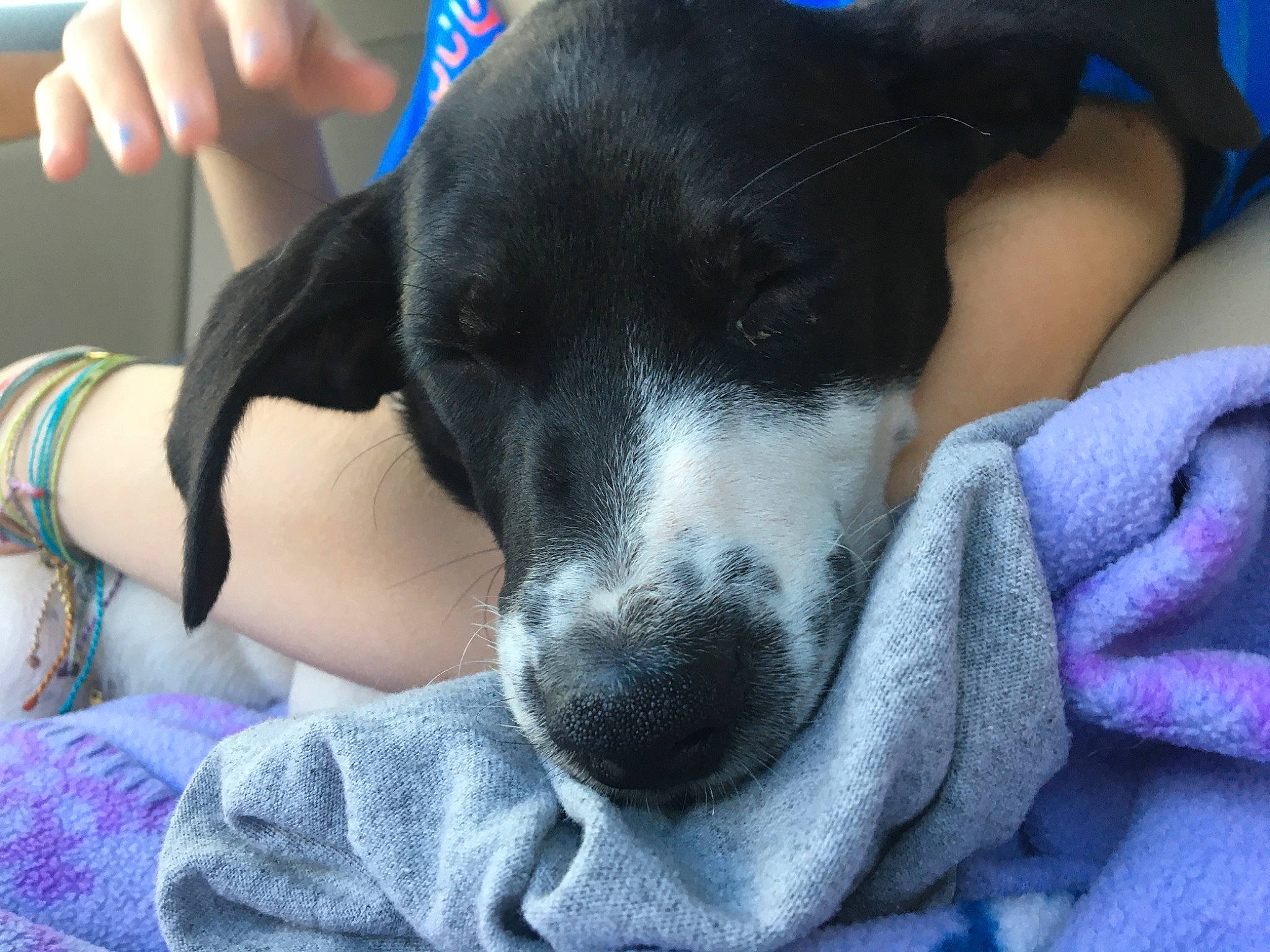 Milo is registered to the contest to win money with this photo: beagador, canidae, carnivore, danish_swedish_farmdog, dog, dog_breed, ear, feist, mammal, nose, puppy, puppy_love, rat_terrier, ratonero_bodeguero_andaluz, smooth_fox_terrier, snout, sporting_group, whiskers