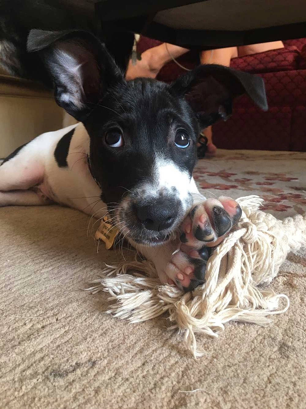 Milo is registered to the contest to win money with this photo: canidae, carnivore, companion_dog, danish_swedish_farmdog, dog, dog_breed, feist, fox_terrier, japanese_terrier, mammal, mcnab, miniature_fox_terrier, rare_breed_dog, rat_terrier, smooth_fox_terrier, snout, sporting_group, teddy_roosevelt_terrier, toy_fox_terrier, whiskers