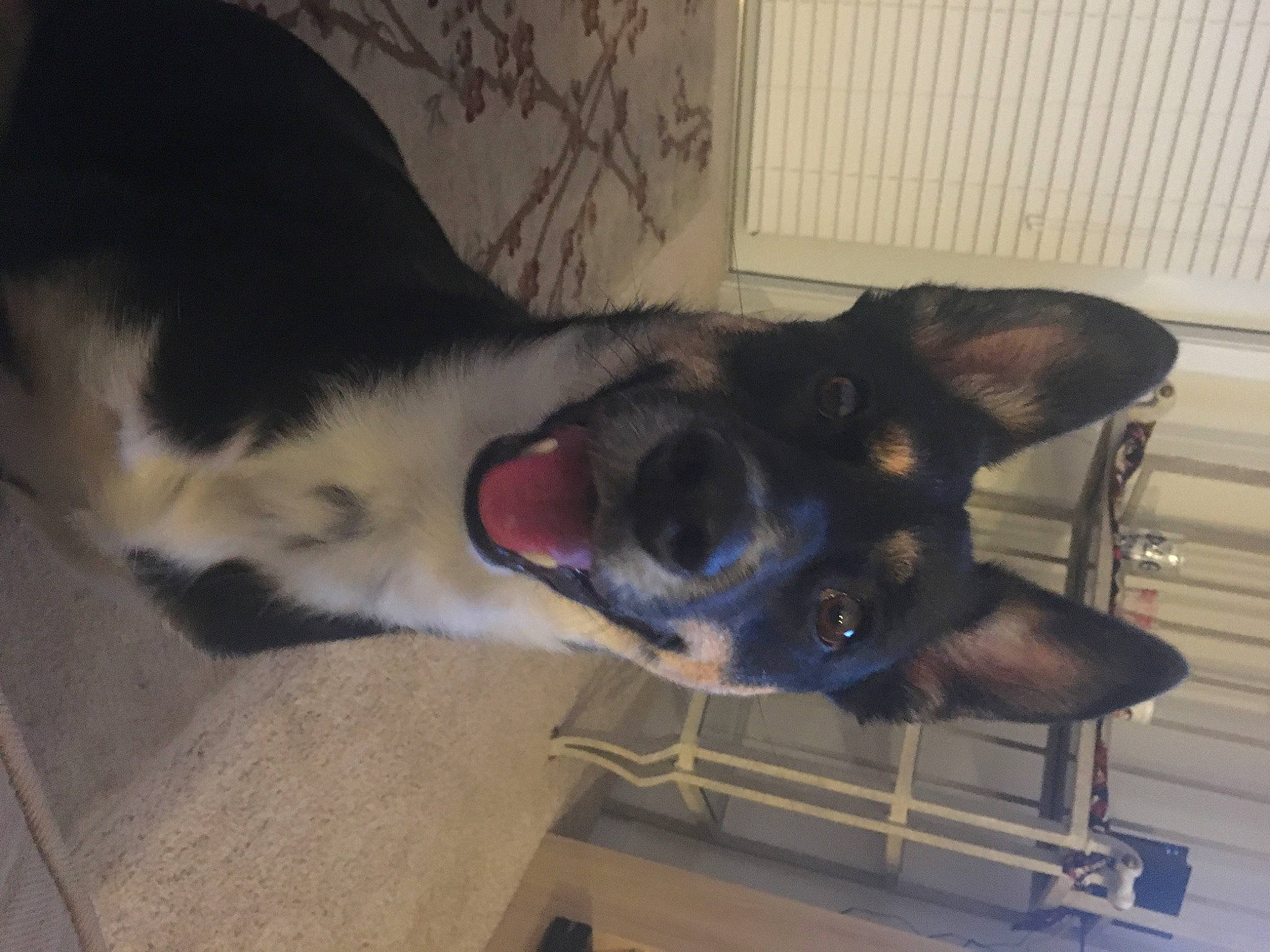 Berkeley is registered to the contest to win money with this photo: canidae, carnivore, dog, dog_breed, ear, feist, rat_terrier, snout