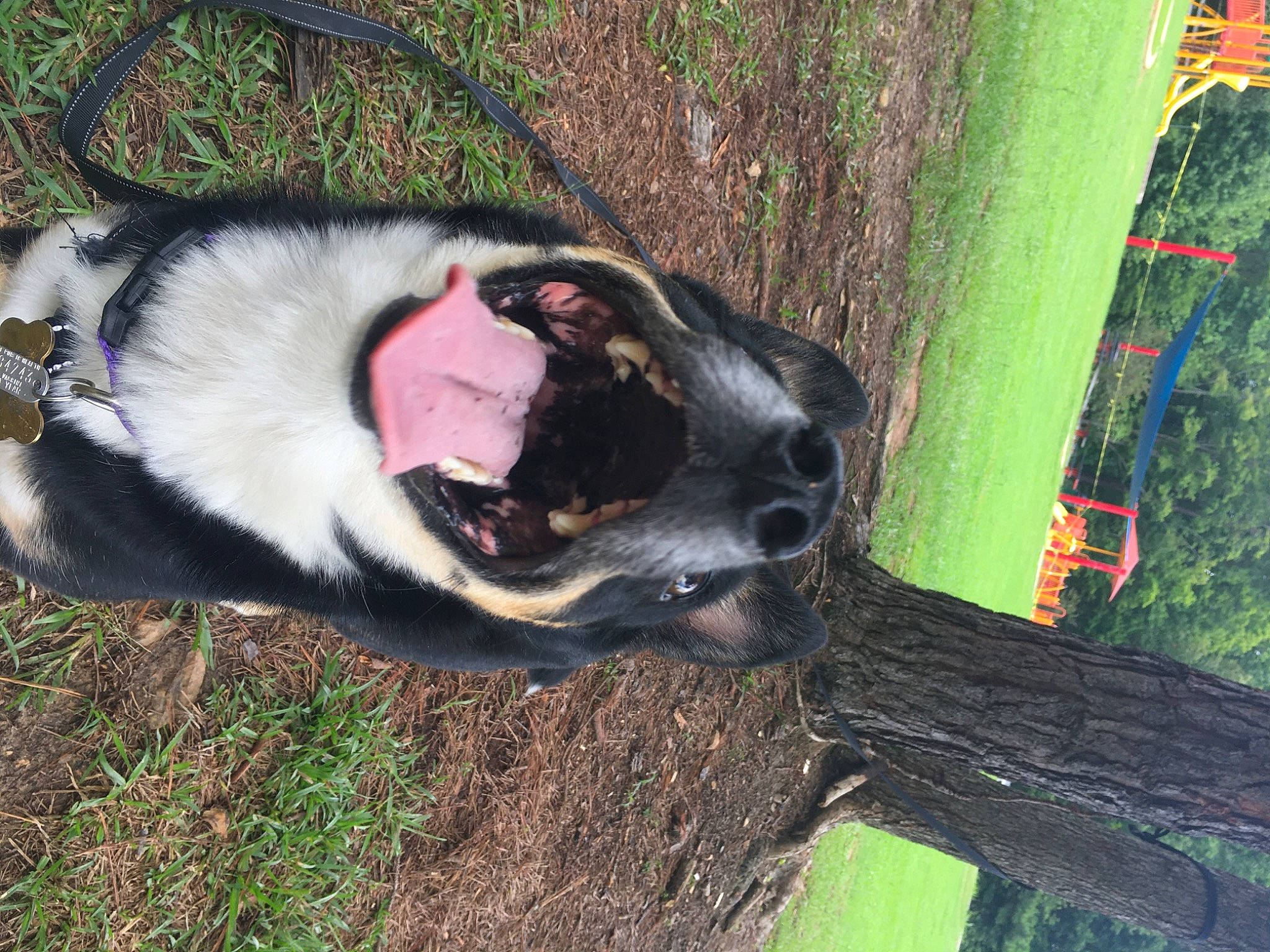 Berkeley is registered to the contest to win money with this photo: canidae, carnivore, dog, dog_breed, grass, mammal, non_sporting_group, snout, sporting_group, vertebrate