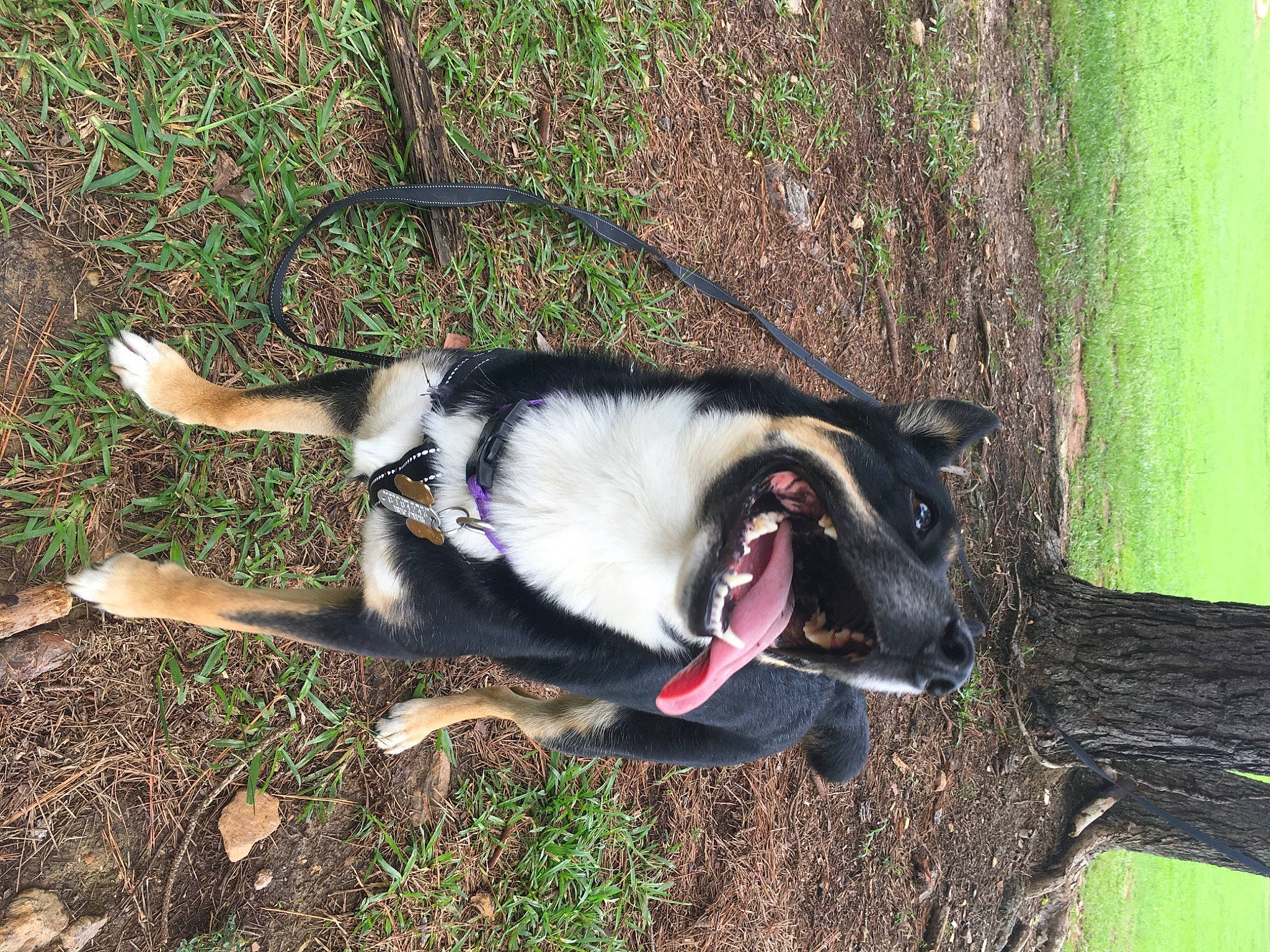 Berkeley is registered to the contest to win money with this photo: canidae, carnivore, dog, dog_breed, tail