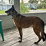 dog, tennis_ball, indoor, tile_floor, collar, window, screened_porch, suburban, greenery, house, pet, animal, standing, side_view, daylight, ears_up, mouth_open, playing, domestic_animal, canine