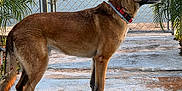 Duke is registered to the contest to win money with this photo: dog, outdoor, pet, animal, brown_dog, collar, fence, gate, water, reflection, trees, concrete, palm_leaves, side_view, standing, alert, sunlight, nature, daytime, canine