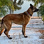 dog, outdoor, pet, animal, brown_dog, collar, fence, gate, water, reflection, trees, concrete, palm_leaves, side_view, standing, alert, sunlight, nature, daytime, canine