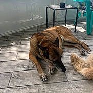 Duke joined the competition — help win amazing prizes! dog, floor, tile, table, chair, footwear, foot, paw, collar, furniture, indoor, sunlight, shadow, resting, brown, black, beige, tail, pet, relaxation
