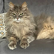 Nouni a rejoint le concours — aidez-le/la à gagner de superbes lots ! animal, cat, couch, cozy, feline, fluffy, fur, furniture, gray_cat, green_eyes, home, indoor, living_room, mammal, paws, pet, pillow, relaxed, resting, whiskers